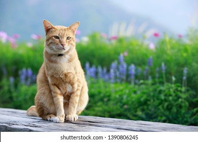Retrato de un gato al aire libre con flores, gato en una silla de madera con un hermoso fondo de campo de flores, concepto de mascota y naturaleza