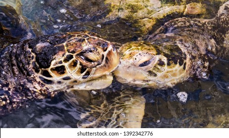 Nahaufnahme eines niedlichen Meeresschildkrötenpärchens, das sich "küsst" und im warmen Wasser der Bahamas schwimmt.