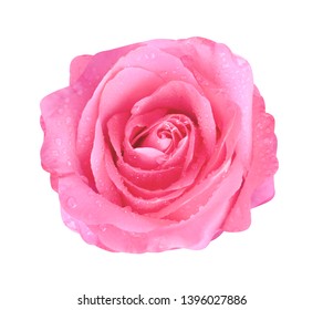 Bunte leuchtend rosa Rosenblüten blühen mit Wassertropfen Draufsicht isoliert auf weißem Hintergrund mit Beschneidungspfad