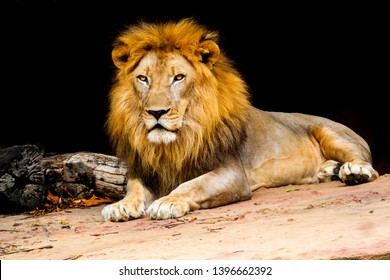 Löwe auf Stein in der Natur, Löwe ist ein Säugetier in der Tierwelt Art der Katze, schönes Fell auf dem Kopf und König der Tiere, Löwe ist Raubtier und Fleischfresser in der Natur und gefährlich für Menschen in Wäldern auf Hügeln