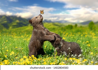 Bruine berenwelp speelt op de zomerberg met een vlinder. Ursus arctos in gras met gele bloemen.