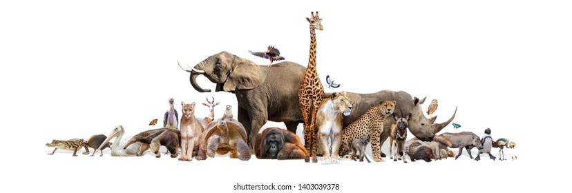 Große Gruppe wilder Zootiere zusammen auf horizontalem Webbanner mit Platz für Text im Leerraum
