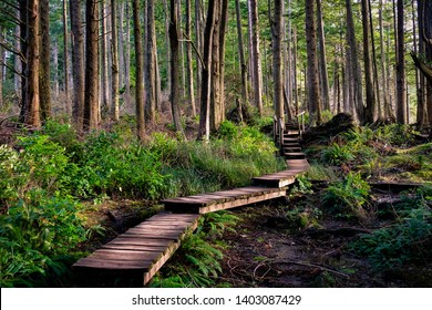 Un sendero de madera a través del bosque boscoso de Cape Flattery en el Parque Nacional Olympic, Washington.