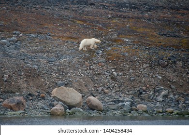 A single polar bear centre of image walks on rocky arctic tundra at waters edge with no snow or ice due to climate crisis.Climate Crisis and Breakdown.Climate Emergency.Image