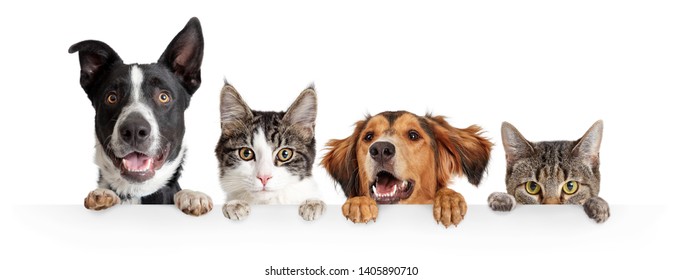 Graciosos perros y gatos felices asomándose sobre un banner web blanco en blanco o una portada de redes sociales con patas colgando