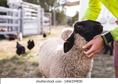 Pecore nere e bianche del Suffolk accarezzate da una mano umana. Un contadino amante degli animali si prende cura dei suoi animali nella sua fattoria. Allevamento di polli e pecore. Sfondo sfocato per lo spazio di copia. Concetto: Cura degli animali
