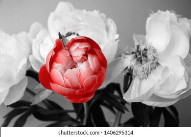 Fresh and Fading peony flowers bouquet background. Falling petals. Funeral flowers; mourning card; life death grief concept. Abstract retro art. Different, unique idea. Black white red toned photo.
