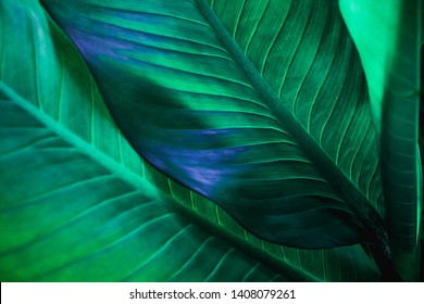 abstrakte grüne Blattstruktur, Naturhintergrund, tropisches Blatt