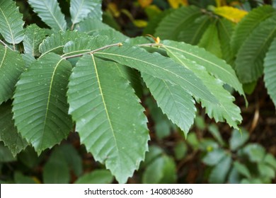 Leaves of the Huntingdon Elm tree, Ulmus x hollandica 'vegeta'