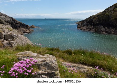 Porthclais, Pembrokeshire, Galles occidentale. Il porto conduce alla baia di St Brides. Il sentiero costiero del Pembrokeshire passa accanto