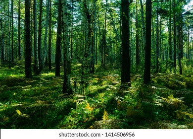 Szenischer Wald der frischen grünen Bäume, Morgen im Wald, schöner Park, Sommerlandschaft, Birkenhain-Sommerzeit-Fichtenwaldlandschaft