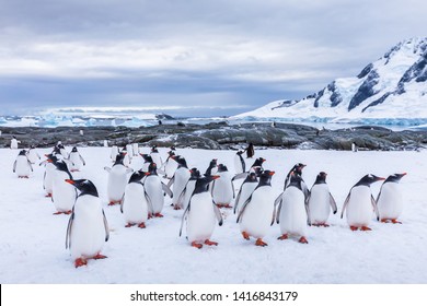 Sekelompok Penguin Gentoo penasaran menatap kamera di Antartika, tempat penitipan anak atau goyangan burung laut remaja di gletser, koloni di Semenanjung Antartika, pemandangan salju dan es