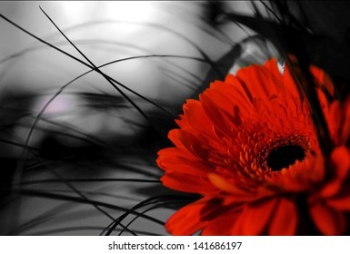 Gerber rojo flor sobre fondo blanco y negro