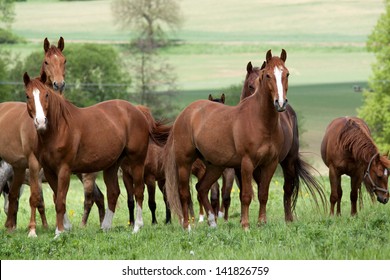 Kudde paarden in de wei