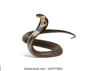 Raja kobra, Ophiophagus hannah, ular berbisa dengan latar belakang putih dengan latar belakang putih