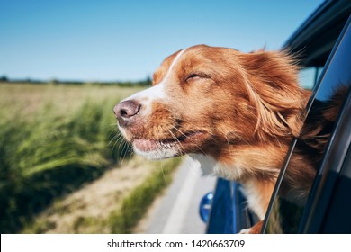 Honden reizen met de auto. Nova Scotia Duck Tolling Retriever geniet van een roadtrip.
