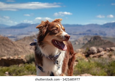 砂漠の山のバンダナで犬をハイキング