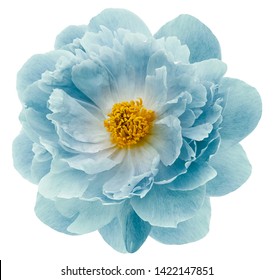 flor de peonía turquesa aislada en un fondo blanco con un camino de recorte sin sombras. De cerca. Naturaleza.
