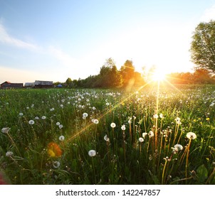 タンポポの牧草地に沈む夕日