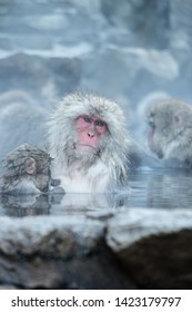 日本の小猿と寒雪の状況