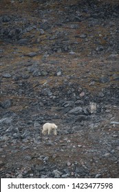 A Polar Bear(ursus maritimus) walks in stark contrast against a barren snowless arctic landscape full of rocks and boulders due to climate crisis - Image