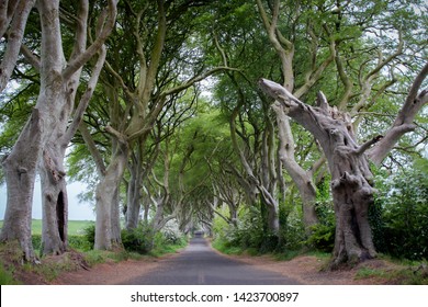 The Dark Hedges. Được làm bằng một hàng cây Sồi (Fagus sylvatica), nó được trồng vào năm 1775 bởi James Stuart như một lối vào khu đất Ireland của ông. Ban đầu được xếp bằng 150 cây, chỉ còn lại hơn 90 cây.