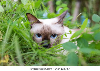 Siamese kat speelt in de tuin. Thaise kat met blauwe ogen zit in de tuin in Bangkok, Thailand.