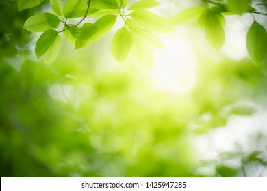 Naturaleza de la hoja verde en el jardín en verano. Plantas de hojas verdes naturales que se utilizan como fondo de primavera página de portada medio ambiente ecología o papel tapiz verde