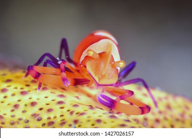 Increíble mundo submarino: camarones emperador (Zenopontonia rex) en una estrella de mar. Buceo, fotografía macro. Tulamben, Bali, Indonesia.