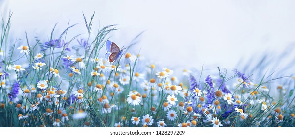 Beautiful wild flowers chamomile, purple wild peas, butterfly in morning haze in nature close-up macro. Landscape wide format, copy space, cool blue tones. Delightful pastoral airy artistic image.