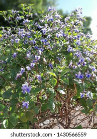 Rotheca myricoides (バタフライ ブッシュ種) は、シソ科の顕花植物の種です。栽培では、Clerodendrum myricoides などの同義語の 1 つでよく知られています。