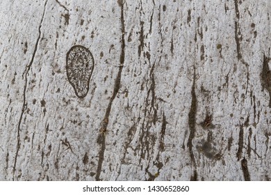 Gesneden witte rots reliëf textuur. (Horizontaal)