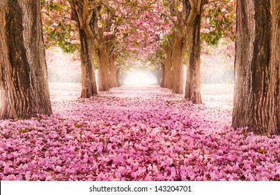 El túnel romántico de los árboles de flores rosas.