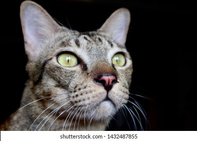 Close-up tijgerpatroon kat gezicht in zwarte backy