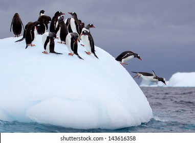 Melompat Penguin Gentoo di Gunung Es