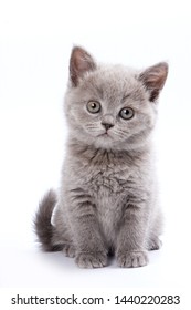 Grijze Britse kat kitten (geïsoleerd op wit)