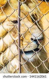 Lev v zajatí v ZOO za mrežami. Voľný a víkendový deň v ZOO. Prechádzka národným parkom