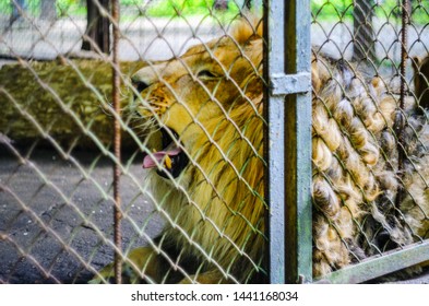 Lev v zajatí v ZOO za mrežami. Voľný a víkendový deň v ZOO. Prechádzka národným parkom