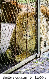 Lev v zajatí v ZOO za mrežami. Voľný a víkendový deň v ZOO. Prechádzka národným parkom
