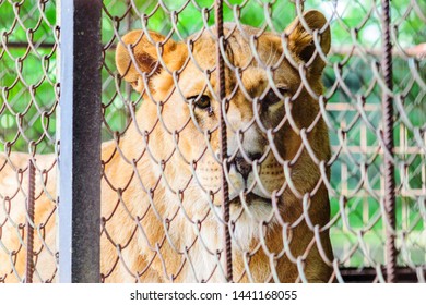 Lev v zajatí v ZOO za mrežami. Voľný a víkendový deň v ZOO. Prechádzka národným parkom