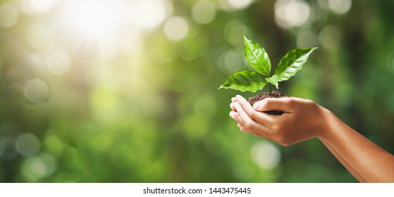 mano que sostiene la plántula en desenfoque de fondo verde de la naturaleza. concepto eco día de la tierra