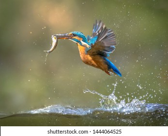 Gemeiner europäischer Eisvogel (Alcedo atthis). Fluss-Eisvogel fliegt nach dem Auftauchen aus dem Wasser mit gefangener Fischbeute im Schnabel auf grünem natürlichem Hintergrund