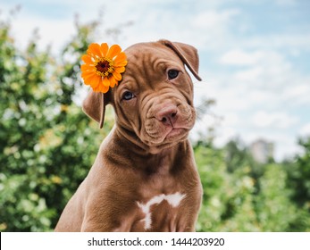 Leuke, charmante puppy, zittend op een zacht tapijt op een achtergrond van groene bomen, blauwe lucht en wolken op een heldere zomerdag. Detailopname. Dierenverzorgingsconcept