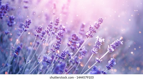 Campo de flores de lavanda, flores de lavanda fragantes violetas florecientes. Lavanda creciente balanceándose en el viento sobre el cielo del atardecer, cosecha, ingrediente de perfume, aromaterapia. Campo de lavanda, ingrediente de perfume