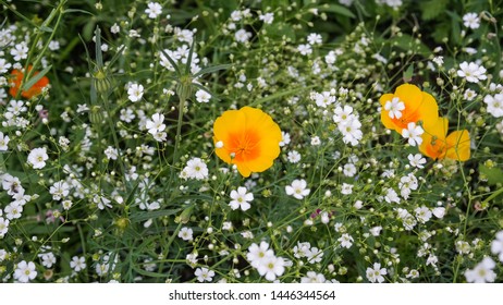 Beautiful meadow of blooming white Gypsophila elegans and yellow orange California poppy flowers. Wild green field of colorful various annual flowering plants. Close up. The beauty of nature.