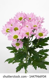 Chrysanthemum Indicum Grp спрей Rihanna