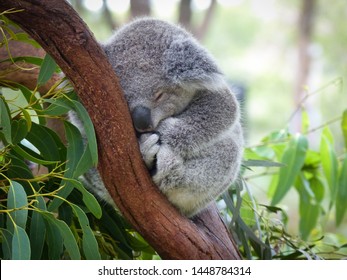 Mielas Koalas Hd Ekrano Fonų Atsisiuntimas