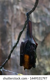 Un murciélago colgado boca abajo en la rama de un árbol.