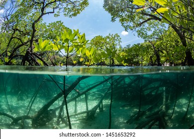 マングローブ林の半分のフレームの写真は、水の下で幹と根を示しています