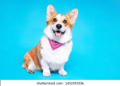 ภาพเหมือนของสุนัขเพมโบรค เวลช์ คอร์กี้ สวมเนคไทสีชมพู มองกล้องโดยอ้าปากมองจากด้านหน้าบนพื้นหลังสีน้ำเงิน